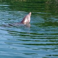 dolphin discovery puerto aventuras
