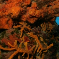 Cozumel Reefs National Marine Park