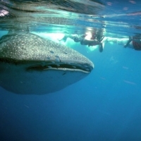 Holbox Whale Shark Tours 