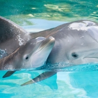 Swim with Dolphins Riviera Maya