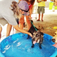 Playa Animal Rescue