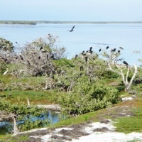 Bird Island in Holbox
