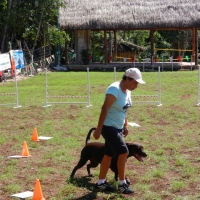 Dog Training Baez