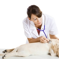 D'Pets Veterinary