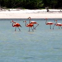 holbox flamingos