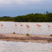 rio lagartos yucatan