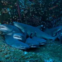 Cave of the Sleeping Sharks
