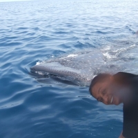 Mawimbi Whale Sharks Tour 
