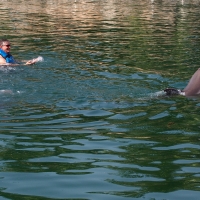 puerto aventuras dolphin