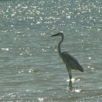Bird Island in Holbox