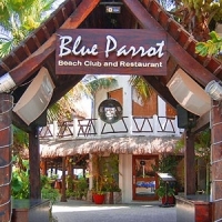 Blue Parrot Playa del Carmen