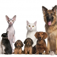 D'Pets Veterinary