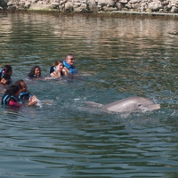 dolphin discovery